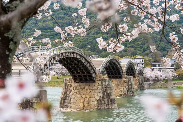 stock image Kintai Bridge Sakura festival. Cherry blossoms along the Nishiki River bank. Iwakuni, Yamaguchi Prefecture, Japan.