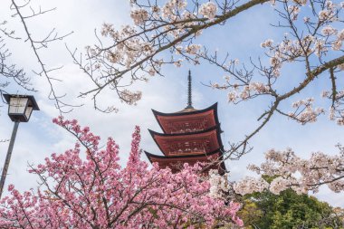 Itsukushima Toyokuni Tapınağı 'nda (Senjokaku) beş katlı Pagoda. Miyajima Adası, Hiroşima, Japonya 'da ilkbaharda kiraz çiçeği açar..