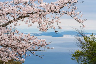 Seto İç Denizi adaları. İlkbaharda kiraz çiçekleri açar. Misen Dağı, Itsukushima Adası, Hiroşima, Japonya.