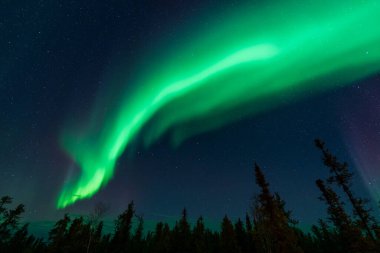 Yeşil Aurora ve köknar ağaçları siluetleri. Yellowknife, Kuzeybatı Bölgesi, Kanada. Gerçek fotoğraflar..