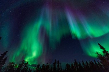 Yeşil Aurora ve köknar ağaçları siluetleri. Yellowknife, Kuzeybatı Bölgesi, Kanada. Gerçek fotoğraflar..