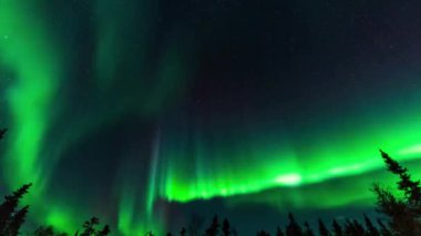 Yeşil Aurora ve köknar ağaçları siluetleri. Yellowknife, Kuzeybatı Bölgesi, Kanada.