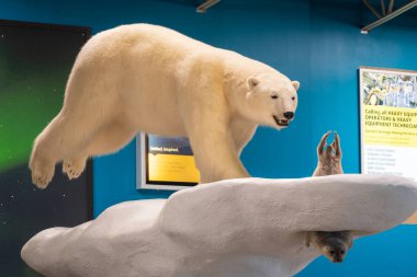 Yellowknife, Kuzeybatı Bölgeleri, Kanada - 26 Eylül 2022: Yellowknife havaalanı terminal binasının bagaj atlıkarıncasında kutup ayısı heykeli.