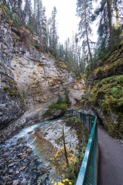 Johnston Kanyonu yürüyüş yolu, güzel doğal manzara, kayalar ve ağaçlar. Banff Ulusal Parkı, Alberta, Kanada. Kanada Kayalıkları.