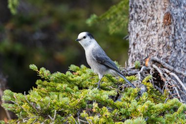 Canada Jay bir ağaç dalında. Banff Ulusal Parkı, Canadian Rockies, Alberta, Kanada. Yakın plan çekim. Gri alaksi kuşu, gri alakarga, kamp soyguncusu, viski Jack.