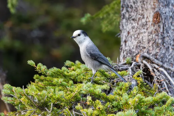 stock image Canada Jay on a branch of tree. Banff National Park, Canadian Rockies, Alberta, Canada. Close-up shot. Gray jay, grey jay, camp robber, whisky jack.