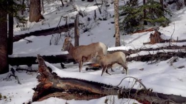 Kışın karlı bir ormanda yiyecek arayan yaralı bir koyun sürüsü. Banff Ulusal Parkı, Kanada Kayalıkları, Alberta, Kanada.