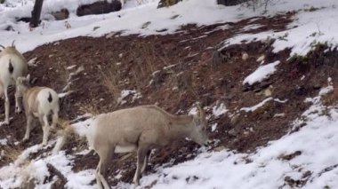 Bir grup Bighorn koyunu (koyunlar ve kuzular) kışın karlı bir ormanda yiyecek arıyorlar. Banff Ulusal Parkı, Kanada Kayalıkları, Alberta, Kanada.