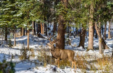 Wild mule deer eating weeds foraging in a snowy forest in winter. clipart