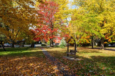 Saint-Bruno-de-Montarville, Quebec, Kanada - 15 Ekim 2022: Parc des Bouleaux (Birch Park), akçaağaçlar sonbaharda kırmızıya döner.