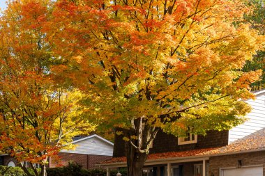 Saint-Bruno-de-Montarville yerleşim bölgesi, sonbaharda akçaağaçlar kırmızıya döner. Saint-Bruno-de-Montarville, Quebec, Kanada.