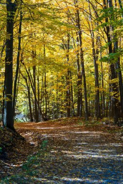 Mont-Saint-Bruno Ulusal Parkı 'nda (Parc national du Mont-Saint-Bruno) sonbaharda akçaağaçlar kırmızı, sarı ve turuncuya döner. Saint-Bruno-de-Montarville, Quebec, Kanada.
