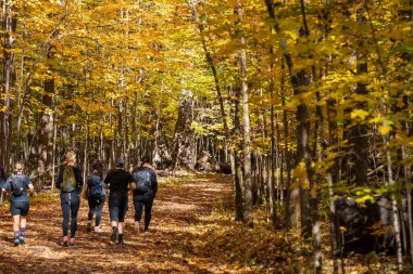 Mont-Saint-Bruno Ulusal Parkı 'nda yürüyüş yapan insanlar (Parc national du Mont-Saint-Bruno), akçaağaçlar sonbaharda kırmızı, sarı ve turuncuya dönüşürler. Saint-Bruno-de-Montarville, Quebec, Kanada.