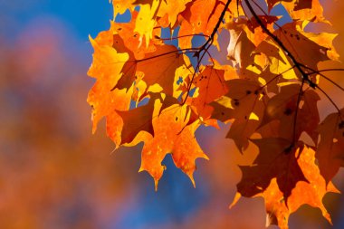 Sarı, turuncu ve kırmızı sonbahar yaprakları sonbahar ormanındaki bir ağaç dalında. Doğal arkaplan, yüzeysel alan derinliği.