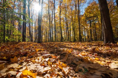 Altın akçaağaç ormanı ve sonbaharda düşen yapraklar güneş ışığıyla. Mont-Saint-Bruno Ulusal Parkı, Saint-Bruno-de-Montarville, Quebec, Kanada. Sonbahar yeşillik rengi.