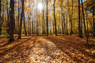 Altın akçaağaç ormanı ve sonbaharda düşen yapraklar güneş ışığıyla. Mont-Saint-Bruno Ulusal Parkı, Saint-Bruno-de-Montarville, Quebec, Kanada. Sonbahar yeşillik rengi.