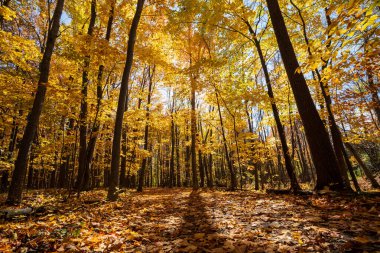 Altın akçaağaç ormanı ve sonbaharda düşen yapraklar güneş ışığıyla. Mont-Saint-Bruno Ulusal Parkı, Saint-Bruno-de-Montarville, Quebec, Kanada. Sonbahar yeşillik rengi.