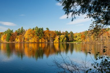 Sonbahar ormanı Moulin Gölü 'ne yansımıştır (Lac du Moulin). Mont-Saint-Bruno Ulusal Parkı, Saint-Bruno-de-Montarville, Quebec, Kanada. Sonbahar yeşillik rengi.
