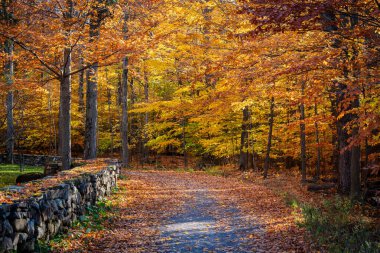Sonbaharda güneş ışığı alan Altın Akçaağaç Sokağı. Mont-Saint-Bruno Ulusal Parkı yaprakların döküldüğü orman yolu. Saint-Bruno-de-Montarville, Quebec, Kanada.
