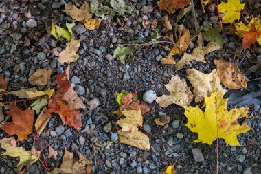 Ormanda yere düşen sonbahar yaprakları..