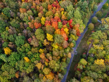 Renkli sonbahar ormanı ve yürüyüş yolunun havadan görünüşü. Mont-Saint-Bruno Ulusal Parkı, Saint-Bruno-de-Montarville, Quebec, Kanada.