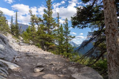 Yaz güneşli bir günde dağ ormanı manzarası. Tünel Dağ Yolu. Banff Ulusal Parkı, Kanada Kayalıkları, Alberta, Kanada.