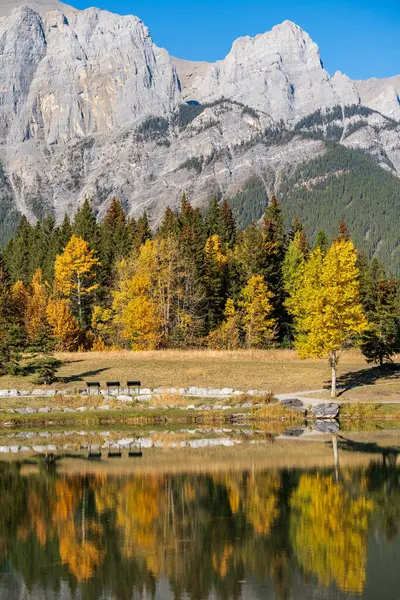 Sarı sonbahar yaprakları ormanı suya yansıtır. Kanada Kayalıkları Quarry Gölü, Canmore, Alberta, Kanada 'da manzara düşüşü.