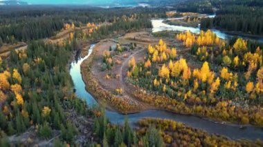 Kanada Kayalıkları 'nın sonbahar sabahındaki yay nehrinin havadan görünüşü. Canmore, Alberta, Kanada. Sarı ve yeşil renkli orman.