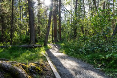 Doğal orman patika manzarası. Fenland Patikası yaz güneşli bir günde. Banff Ulusal Parkı, Kanada Kayalıkları, Alberta, Kanada.
