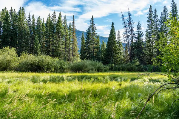 Doğal orman manzarası. Fenland Patikası yaz güneşli bir günde. Banff Ulusal Parkı, Kanada Kayalıkları, Alberta, Kanada.