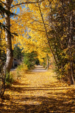 Sonbaharda bir orman ağacı tüneli. Spur Line Trail, Canmore, Alberta, Kanada.