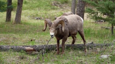 Koca Boynuzlu Koyun (ram, erkek) yazın ormanda yiyecek arıyor. Jasper Ulusal Parkı, Alberta, Kanada. Kanada Kayalıkları.