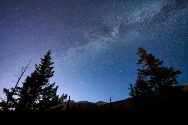 Samanyolu Galaksisi, çam ağaçları silueti berrak bir yıldızlı gece gökyüzünün altında. Gerçek fotoğraflar..