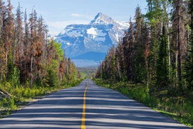 Highway 93A in Jasper National Park, Alberta, Canada. Canadian Rockies summer landscape. Brussels Peak in the background. clipart