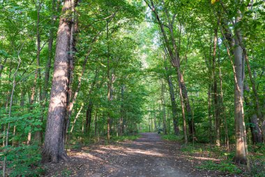 Angrignon Park yaz aylarında yürüyüş parkı. Montreal, Quebec, Kanada.