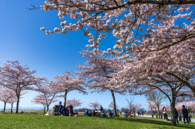 Richmond, BC, Canada - April 5 2021 : People having a picnic in the Garry Point Park in springtime, enjoying cherry blossom flowers in full bloom.