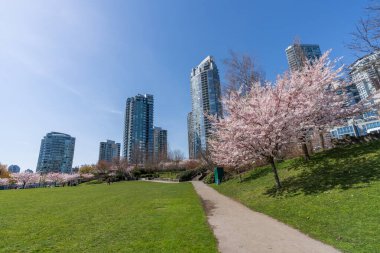Bahar mevsiminde David Lam Park. Gökdelenler ve kiraz çiçekleri. Kiraz ağaçları çiçek açmış. Vancouver, BC, Kanada. 31 Mart 2021
