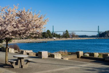 Ambleside Park Sahili 'nin kiraz çiçekleri ilkbaharda açar, arka planda Lions Gate Köprüsü. Batı Vancouver, BC, Kanada.