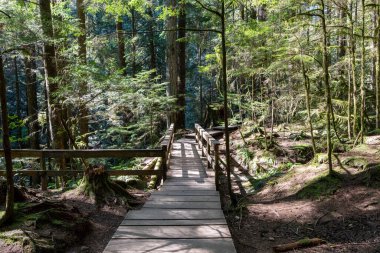 Yağmur ormanlarındaki güzel ahşap patika. Lynn Canyon Parkı, Kuzey Vancouver, British Columbia, Kanada.