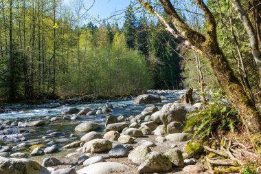 Lynn Canyon Park 'taki Lynn Creek. Kuzey Vancouver, British Columbia, Kanada.