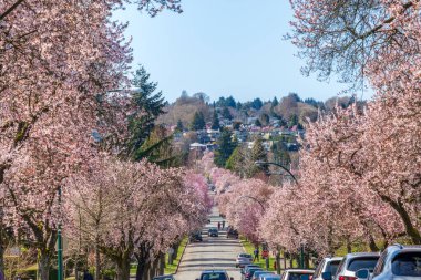 Vancouver, BC, Kanada - MAR 29 2021: Çiçek açan kiraz ağacı üst üste güzel bir çiçek açtı. Batı 22. Cadde..