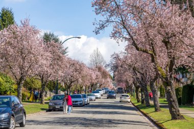 Vancouver, BC, Kanada - MAR 29 2021: 22. Batı Bulvarı, Arbutus Ridge yerleşim bölgesinde güzel bir çiçek açtı.