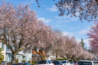 Vancouver şehrinin kiraz çiçekleri 22. Batı Bulvarı, Arbutus Ridge yerleşim bölgesinde çiçek açıyor. BC, Kanada.