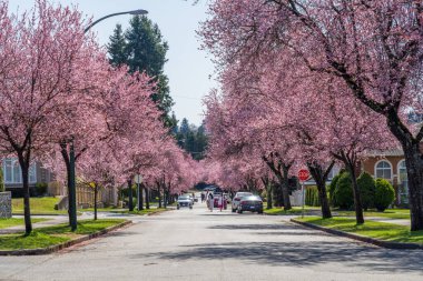 Vancouver, BC, Kanada - MAR 29 2021: 22. Batı Bulvarı, Arbutus Ridge yerleşim bölgesinde güzel bir çiçek açtı.