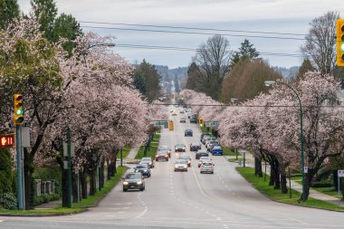 Vancouver, Kanada - MAR 20 2021: Vancouver City kiraz çiçeği mevsiminde. Granville Caddesi ve Batı 16. Cadde, bahar zamanı..