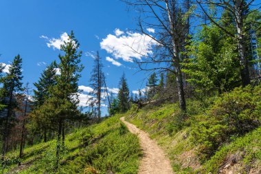 Jasper Ulusal Parkı, Alberta, Kanada 'daki Orman' a giden Kirli Yol. Kabin Gölü Döngü Yolu.
