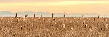 Gün batımında Kuru Kuyruk ya da Typha Alanı. Bulrush veya Reedspace veya Reed veya Corn dog grass veya Swamp Sausage veya Water Sausage aquatic Rhizomatous herbaceous.