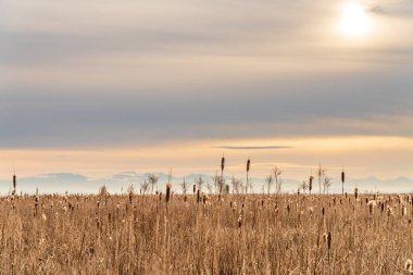 Gün batımında Kuru Kuyruk ya da Typha Alanı. Bulrush veya Reedspace veya Reed veya Corn dog grass veya Swamp Sausage veya Water Sausage aquatic Rhizomatous herbaceous.