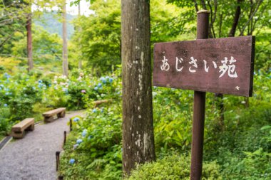 Sanzen-in Tapınağı Ortanca Bahçesi, Ohara, Kyoto, Japonya 'da renkli ortancalar. Japonca çeviri: Sanzen-in Tapınağı Ortanca Bahçesi.