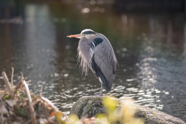 Gri balıkçıl bir kayanın üzerinde duruyor..